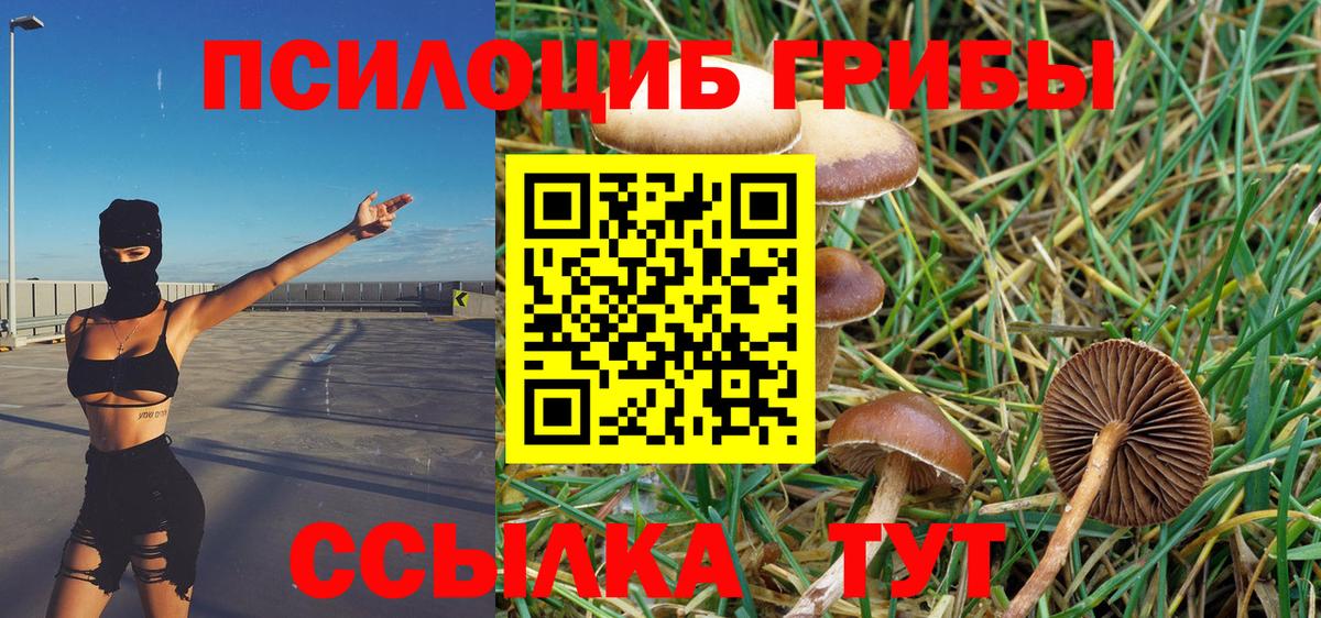Псилоцибиновые грибы Psilocybine cubensis Мичуринск